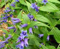 Lovely tubular blue flowers in summer on arching stems.